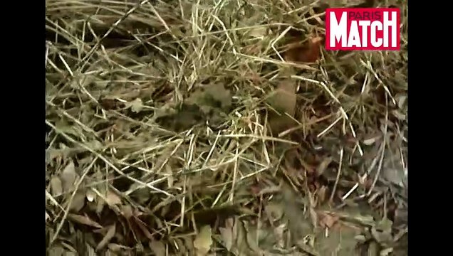 Congo-Brazzaville, reprise des bombardements dans le Pool