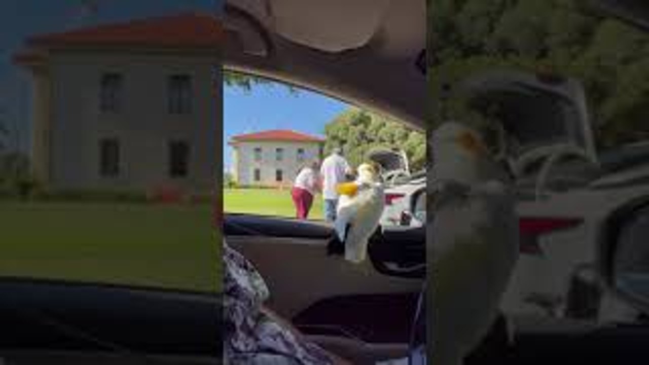 Koko the Bird Laughs at a Lady While Passing By