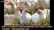 Bird Flu Outbreak Found in Nebraska That Affects 570000 Chickens - 1breakingnews.com