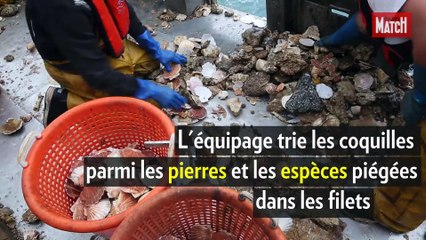 D’où viennent vos coquilles Saint-Jacques?