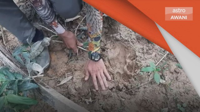 Ancaman Pak Belang | Penternak percaya harimau makan ternakan lembu