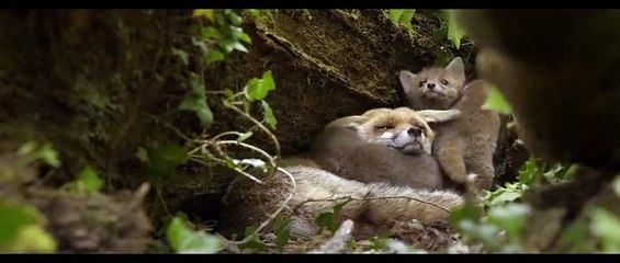 La bande-annonce du jour: "Les Saisons"