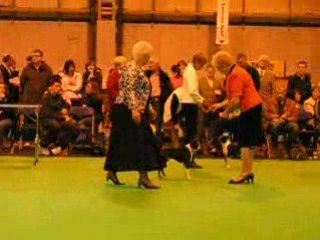 CRUFTS - Mathio MAGIC MOMENTS FOR ANTRIX