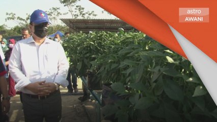 Pertanian | Melaka bakal menjenamakan ‘Cili Melaka’