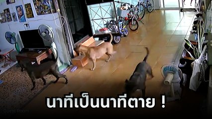 นาทีชีวิต ! ฝูงพิตบูลพังประตูเข้าบ้าน เด็กหนีกระเจิง แมวโดนขย้ำตาย