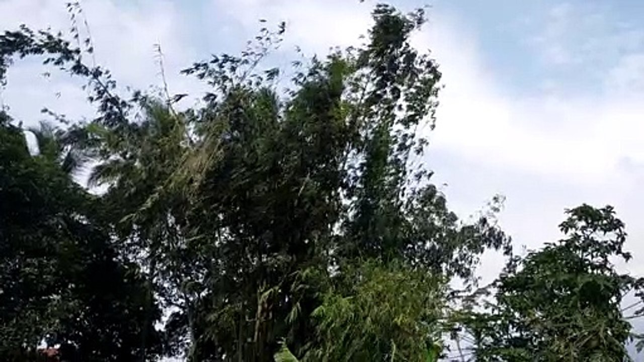 Pohon bambu hijau