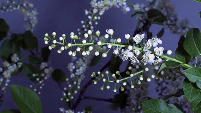 Time-Lapse: Watch Flowers Bloom Before Your Eyes | Short Film Showcase