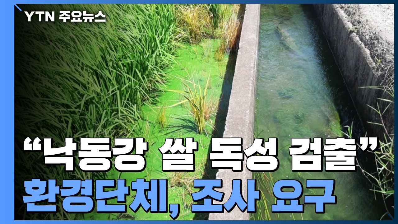 환경단체 "낙동강 쌀에서 독성 녹조 검출"...대책 필요 / YTN