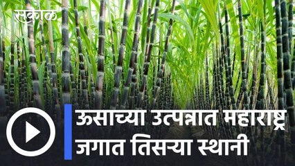 Big News l ऊसाच्या उत्पन्नात महाराष्ट्र जगात तिसऱ्या स्थानी l Maharashtra l Sakal