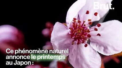 La floraison de cerisiers au Japon