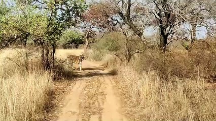 खण्डार रणथम्भौर की दूसरी सबसे बड़ी रेंज लेकिन अब तक पर्यटन नहीं