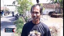 Ratusan Rumah Di Jembrana Tergenang Banjir