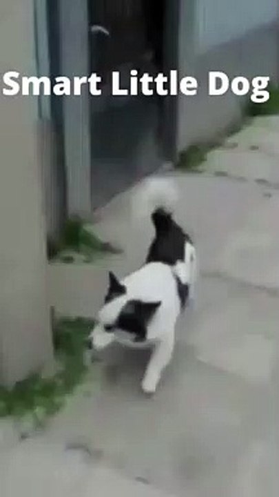 Smart Little Dog Climbs Fence - Small Dog Can't Wait To See It's Buddy