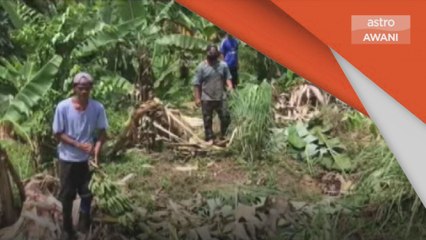 Serangan Gajah | Pekebun bimbang gajah liar musnah tanaman