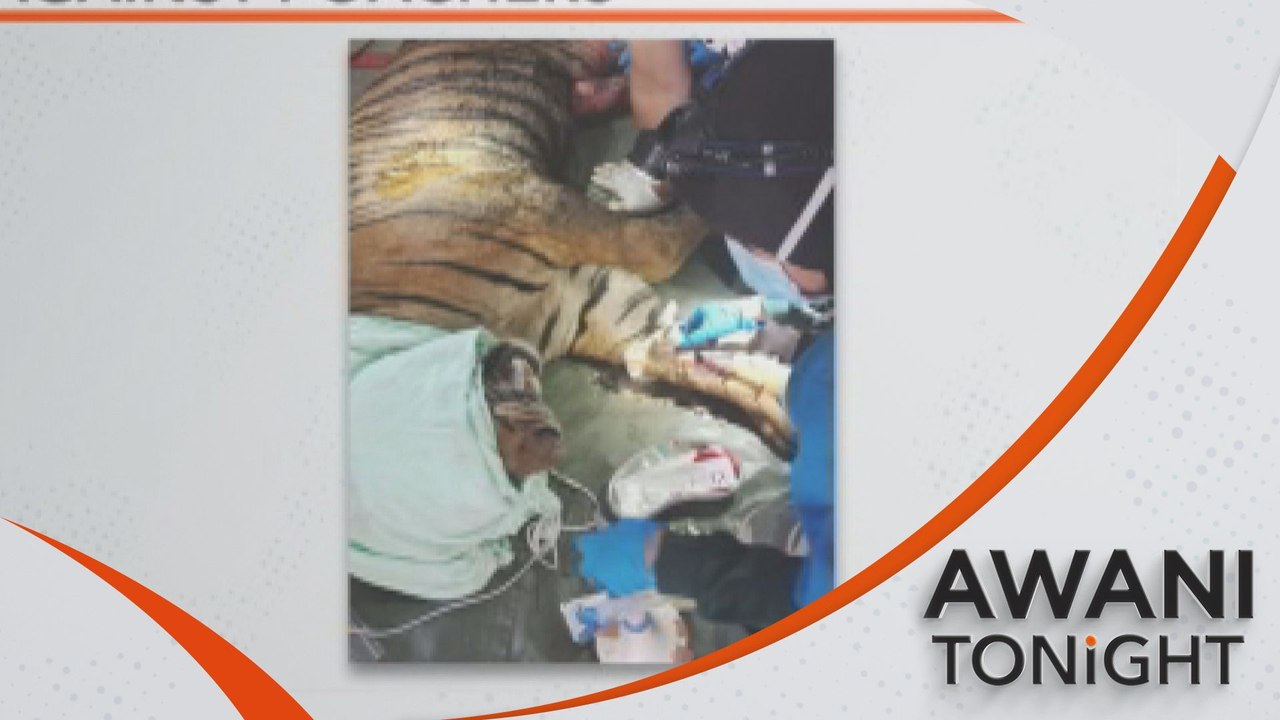 War against poachers, how to stop wildlife trafficking in M'sia?