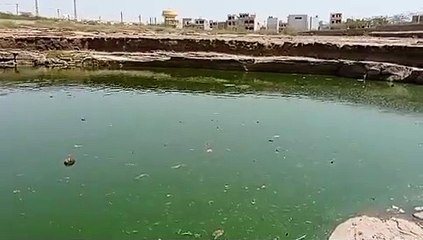 सूख रही मामा नाडी में मर रही मछलियां