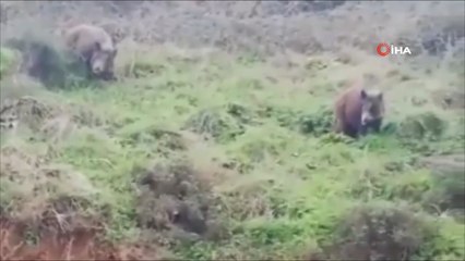 Acıkan domuz sürüsü şehre indi