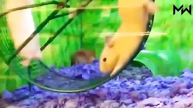 Animaux fous des moments amusants