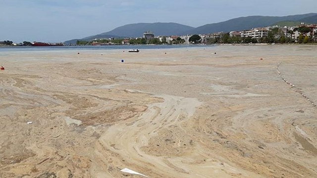 Prof. Dr. Meriç Albay: Şartlar oluştuğunda müsilaj tekrar gelecek