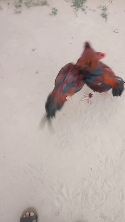 Aseel hen fight befor life war fighting#aseel hen fights