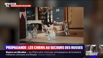 Dans une vidéo, le gouvernement russe met en scène des chiens pour dénoncer la 