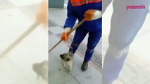 Temizlik görevlisi ve köpeğin eğlenceli anları! 