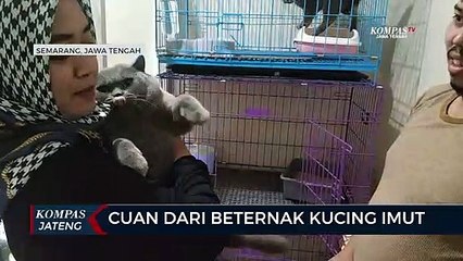Cuan dari Beternak Kucing Imut