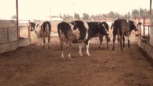 Türk Kızılayın çiftliği hem öğretiyor hem yaşatıyor