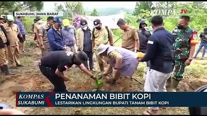 Lestarikan Lingkungan Bupati Tanam Bibit Kopi