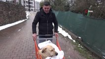 Felçli köpeği hayata bağlayan sevgi... Felçli köpeğini market arabasıyla sokak sokak gezdiriyor