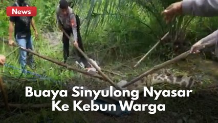 Nyasar Ke Kebun Warga, Buaya Sinyulong Di Evakuasi !!