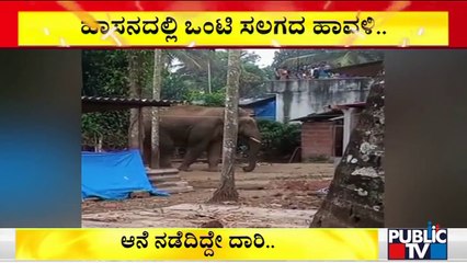Wild Elephant Enters Halasulige Village In Sakleshpur