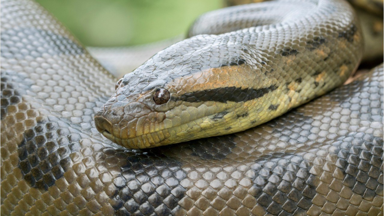 L'anaconda est-il vraiment un serpent mangeur d'homme ?