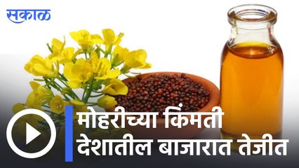 Mustard Prices | मोहरीच्या किंमती देशातील बाजारात तेजीत  | Sakal |