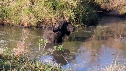 Unfortunately... Buffalo Must Receive Continuous Torture Of Hippos And Lions When Crossing Rivers
