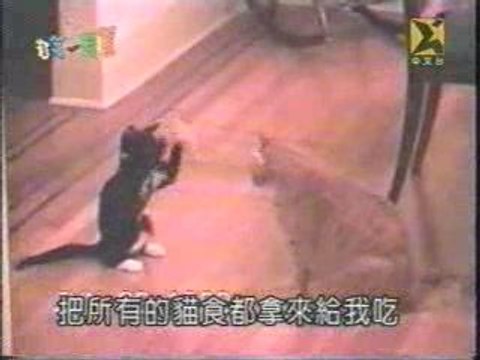 Comedy - funny clip with cats