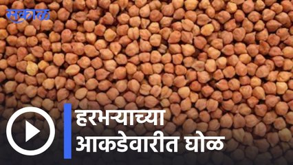 Agriculture News| सरकारी विक्रमी अंदाजामुळे हरभरा भाव दबावात | Sakal |