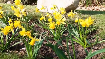 Dedication of a Covid memorial on the 2nd anniversary of the first lockdown