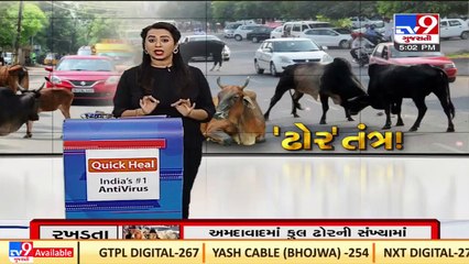 Mayor Pradip Dav's claims proved false after elderly man killed by stray cattle in Rajkot_ TV9News