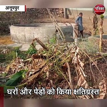 अनूपपुर : हाथियों का उत्पात, घरों और पेड़ों को किया क्षतिग्रस्त