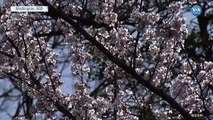 Washington’da Kiraz Ağacı Çiçekleri Festivali Başladı
