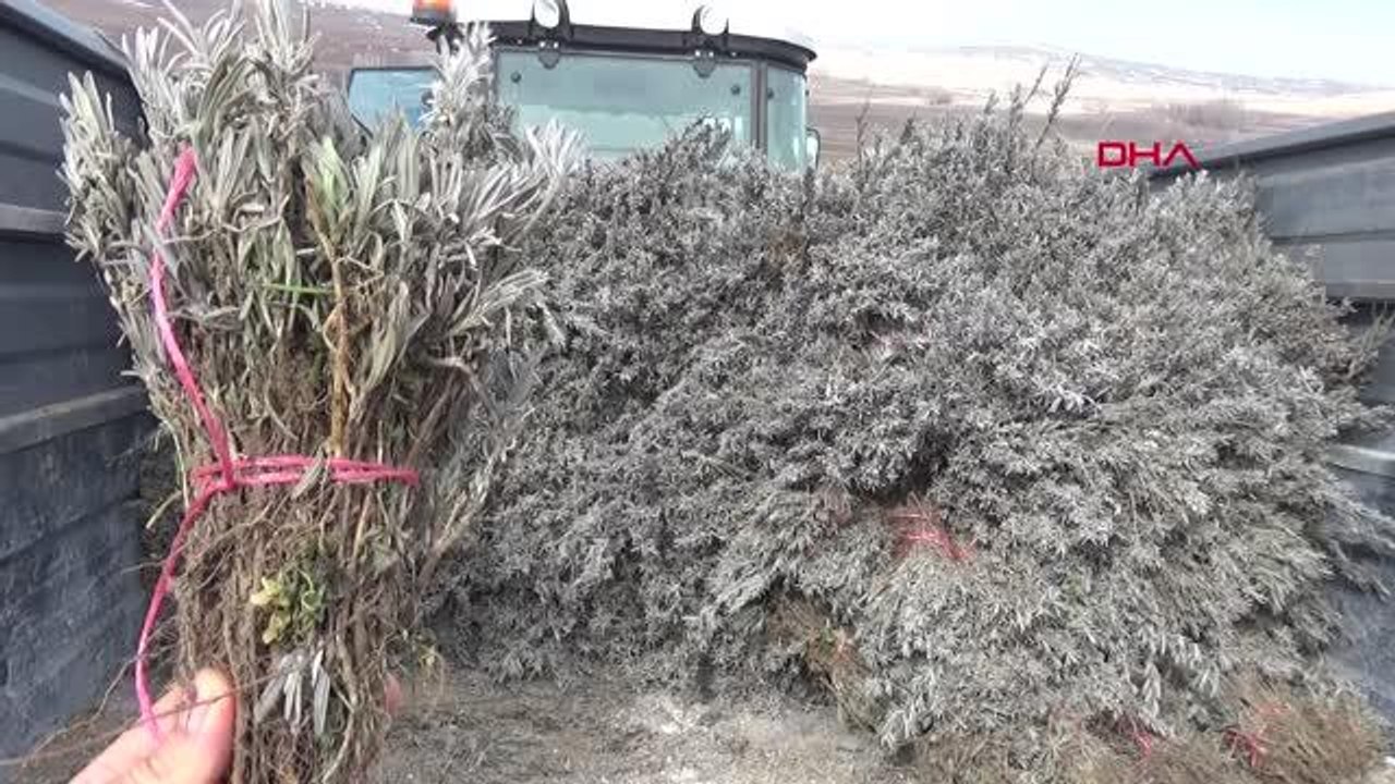 AROMATİK BİTKİ EKİMİNE TAHSİS EDİLEN HAZİNE ARAZİSİNDE TOKAT 3'ÜNCÜ SIRADA