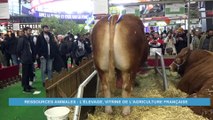 A la découverte de l'élevage, vitrine de l'agriculture française (Eco plus)