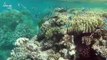 Coral Reefs Are Losing Their Color to Bleaching Events and Researchers Say Now Fish Are Too