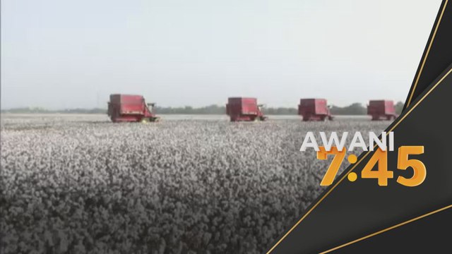 Pertanian | China nafi guna buruh paksa petik kapas