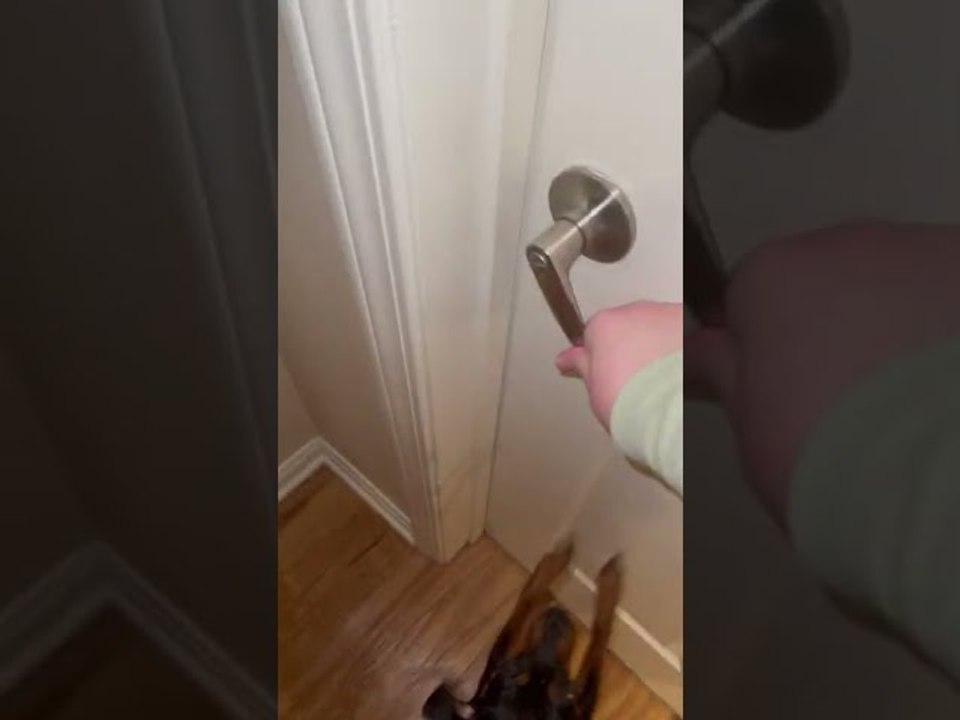 Dog Hops Trying to Find Boyfriend During Hide and Seek