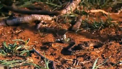 Download Video: Horrifying... Mongooses Join Forces To Attack The Only King Cobra In The Desert - Animals Attack