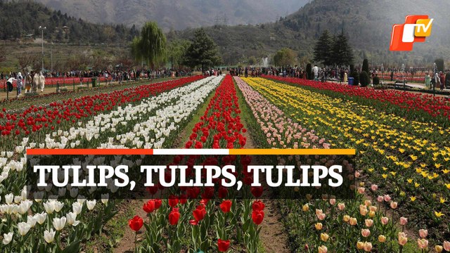 Largest Tulip Garden In Asia Opens In Kashmir