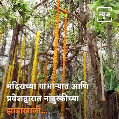 Watch: This Is How Tukaram Bij Celebrated In Dehu