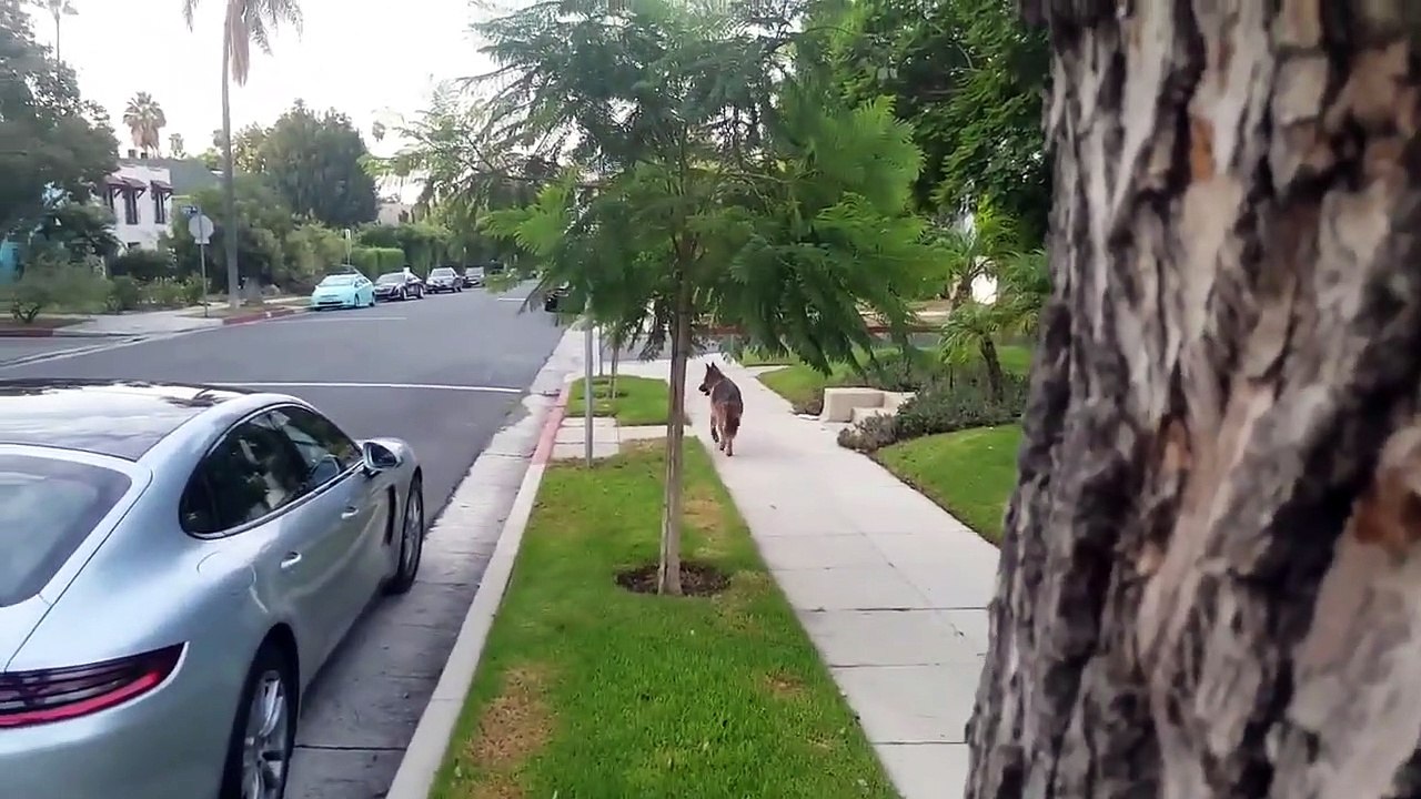 Dono esconde-se do seu cão durante um passeio para ver a reação